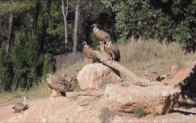 Buitreman: la inspiración de los buitres